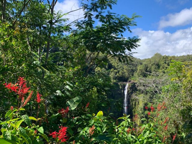 ITO05_AkakaFalls_Flower_PolynesianAdventureTours_2025_hoch_005.JPG