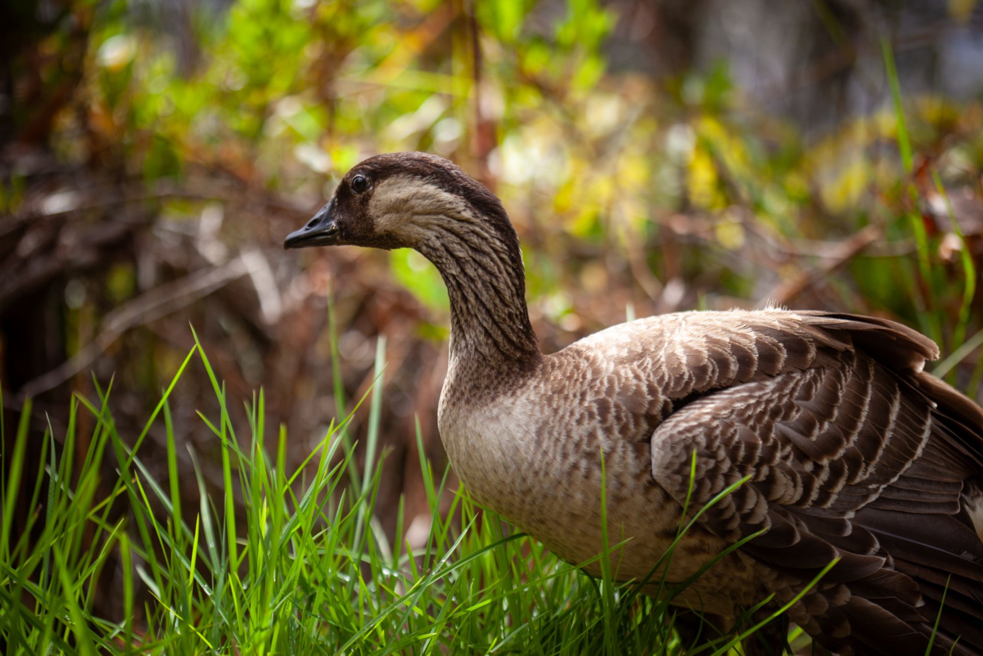 ITO09_Duck_KapohoKineAdventures_2025_quer_001.jpg