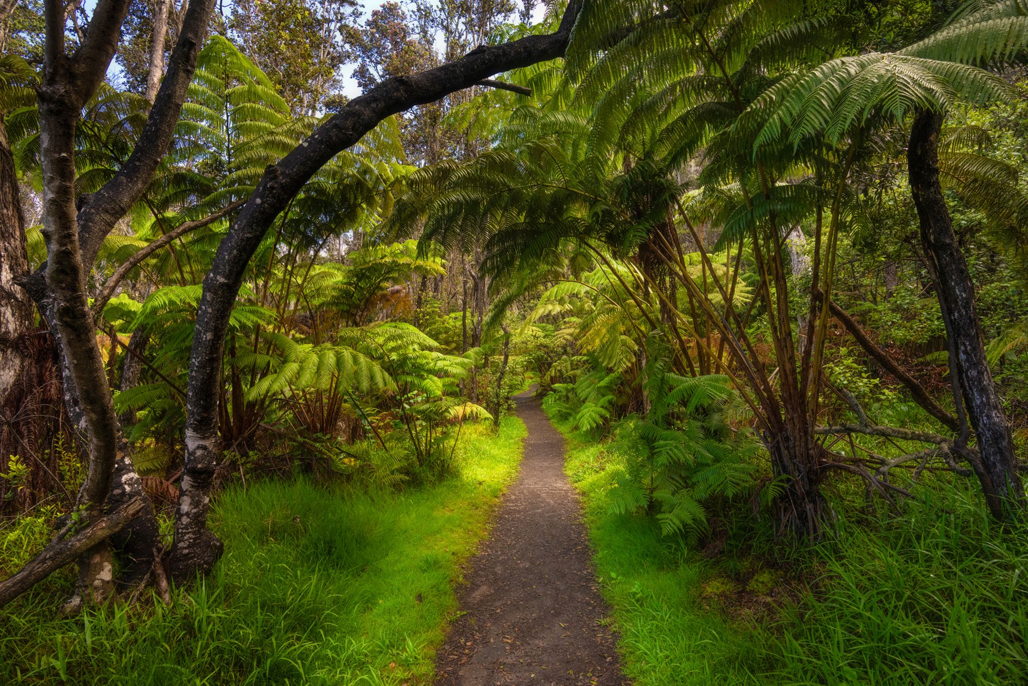 ITO17_KilaueaSummitWalkandVolcanoHouseHeritageExperience2-BotanicalPathway_MCAInc_2025_003.jpg