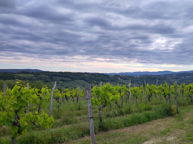 KPRB04_KPRB42_Weinberge_Bl_2025_005.jpg