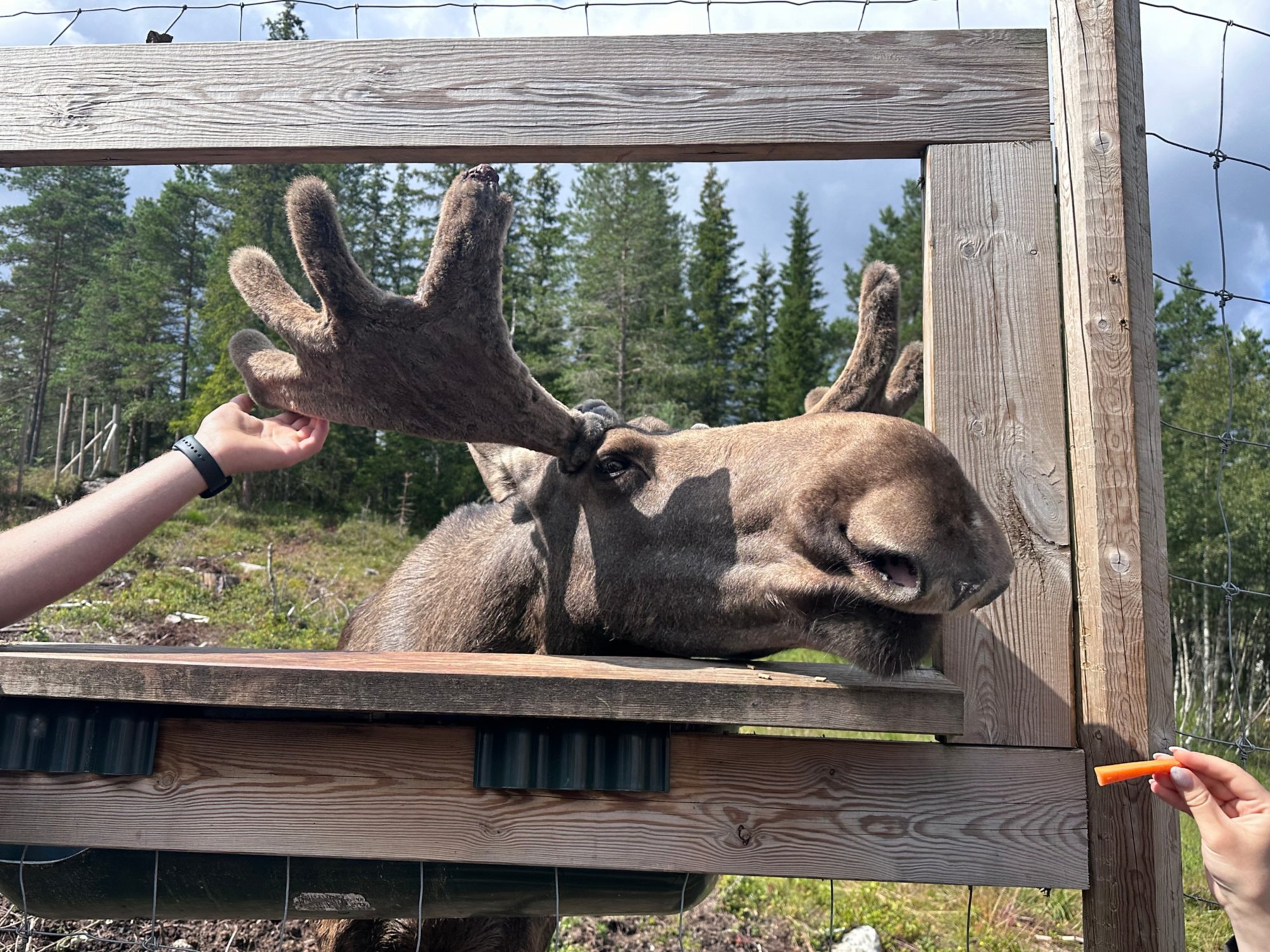 Zu Besuch bei den Elchen