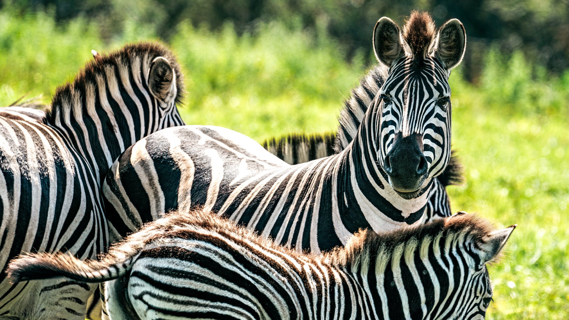 Zebras