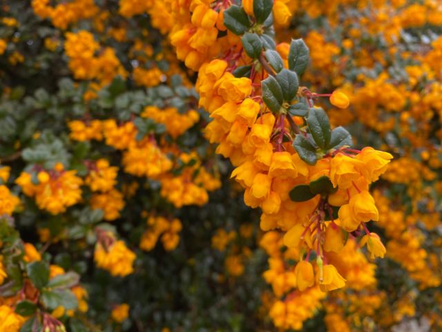 KWL_KWL03_TankernessHouseGarden2.JPG