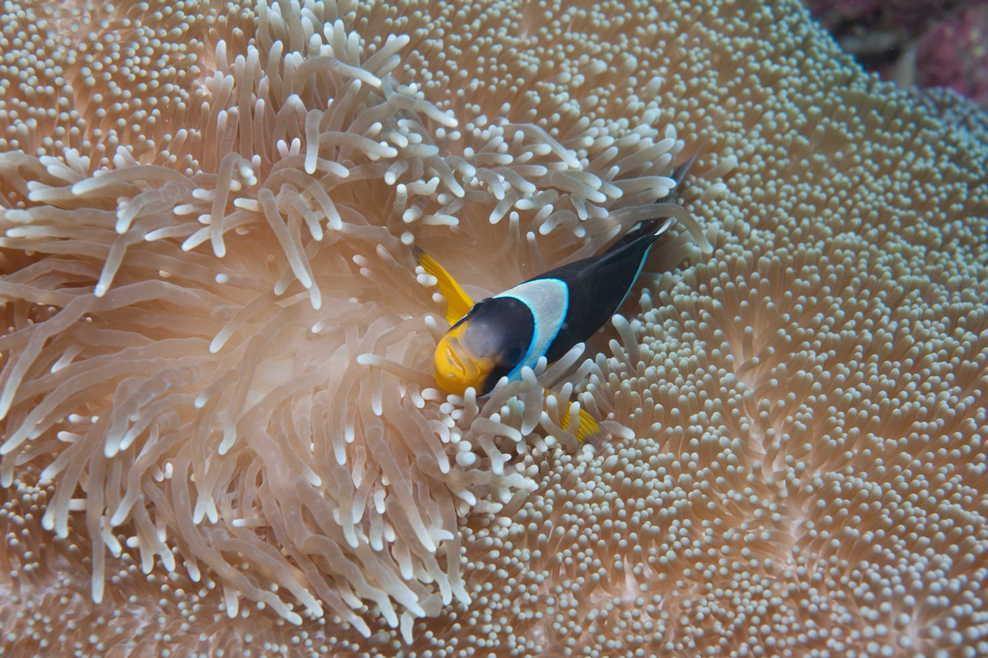 LDI_LDI08_CocoIsland_AnemoneFish_MasonsTravel_2026_quer.jpg