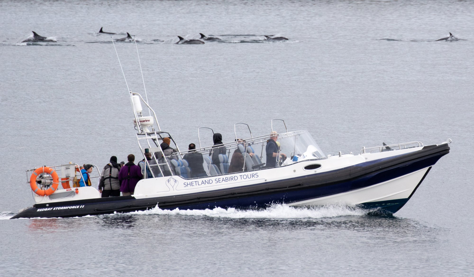 Atlantic white-sided Dolphins in Lerwick Harbour, Shetland.