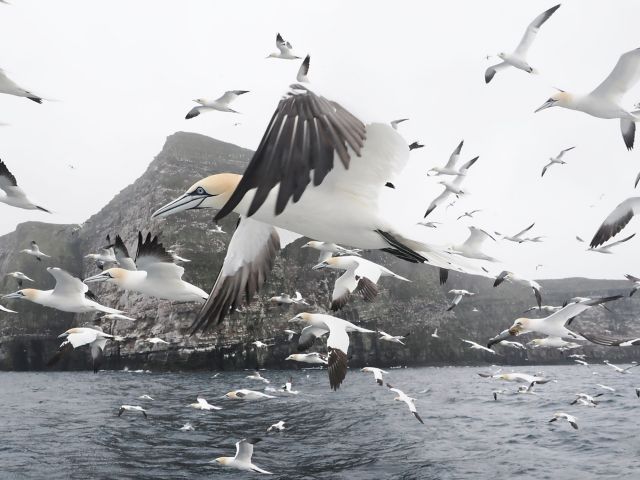 Shetland Seevogel-Abenteuer