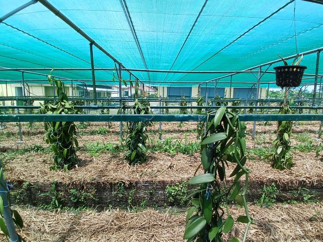 LPT06_Vanilleplantage_ST_2026_quer_005.jpg