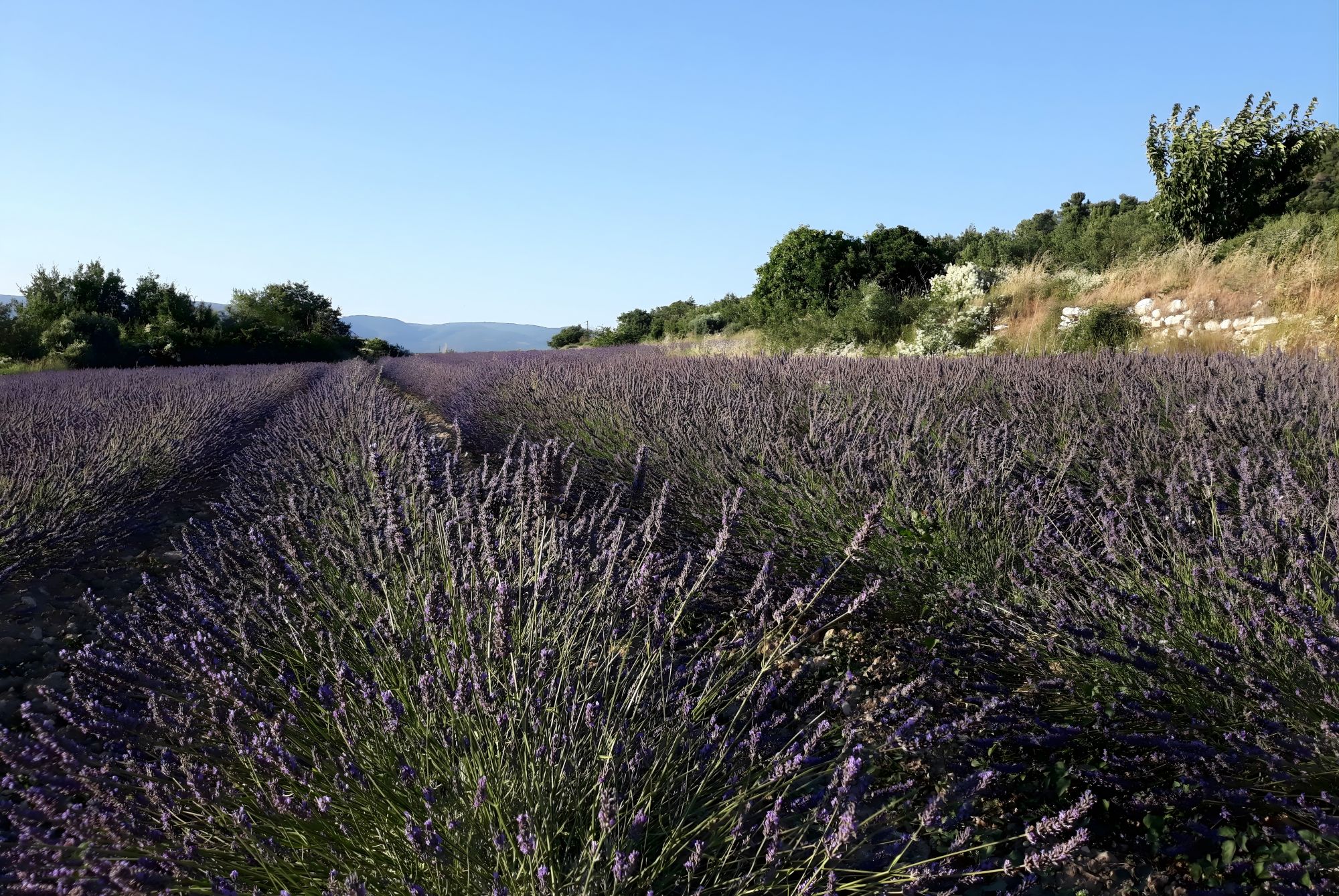 Provence erleben: Lavendelfelder & Lavendel-Manufaktur Les Agnels