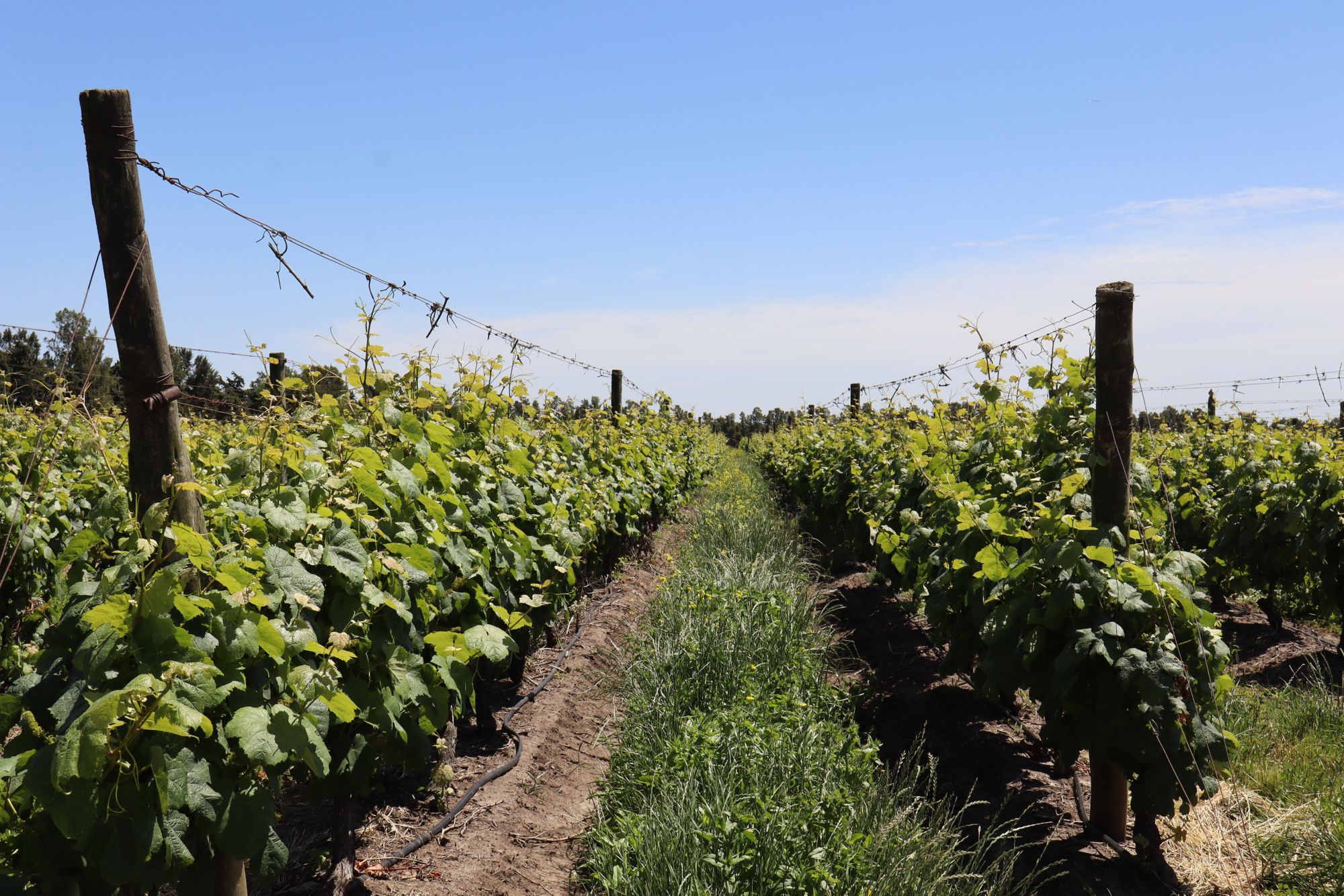 MVD_MVD14_Weinberge_SO_2023_quer3.JPG