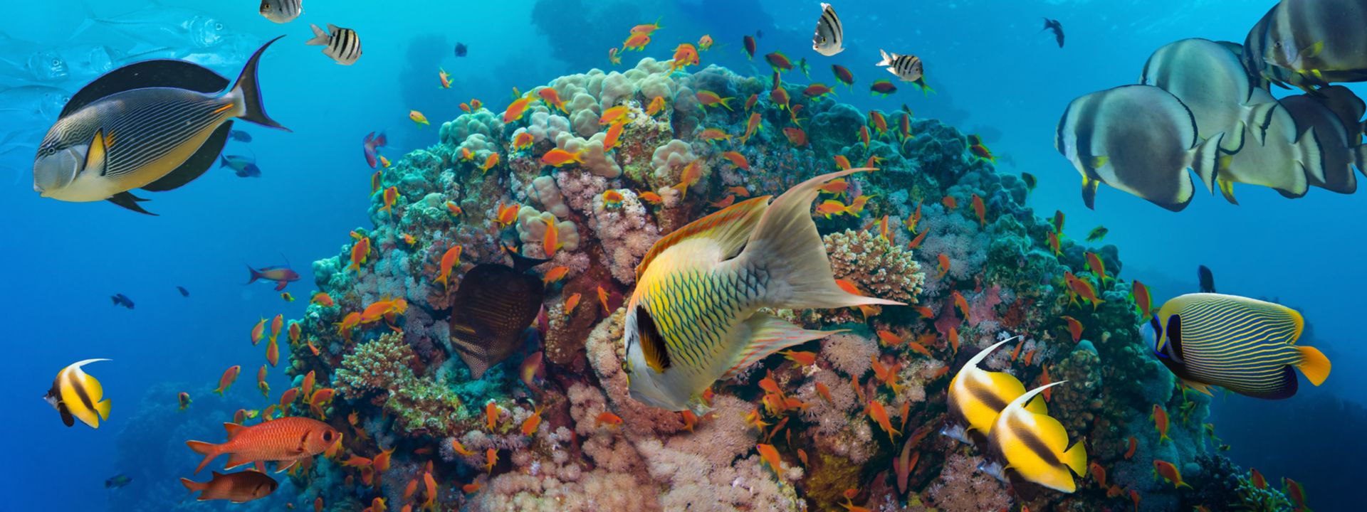 Coral and fish in the Red Sea. Egypt