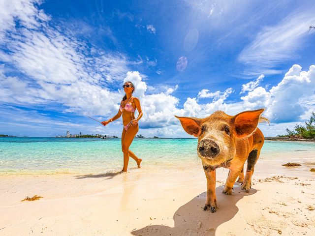 Pearl Island & die berühmten Swimming Pigs