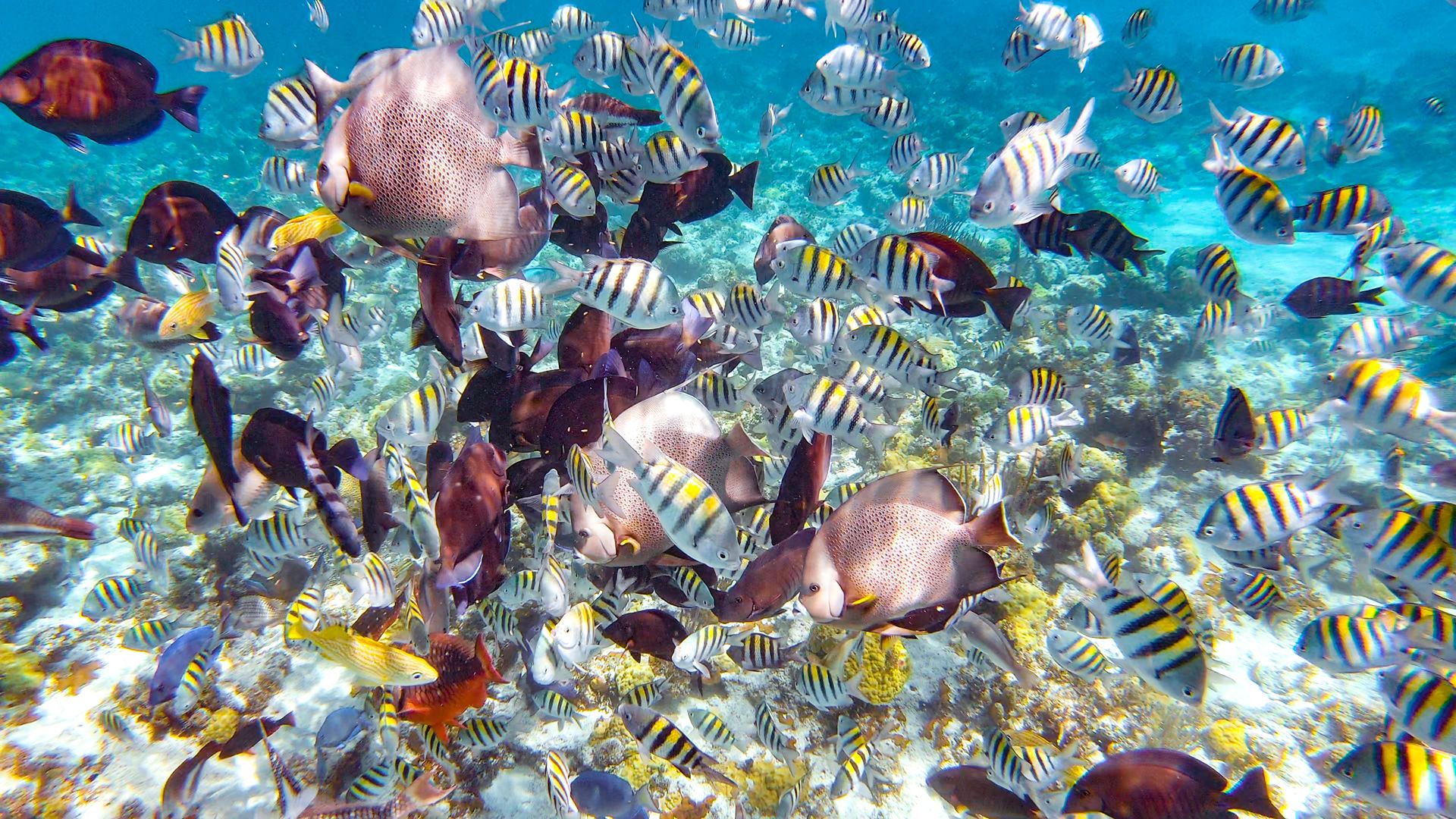 NAS33_PearlIslandSnorkeling_2026_SunCay_quer.jpg