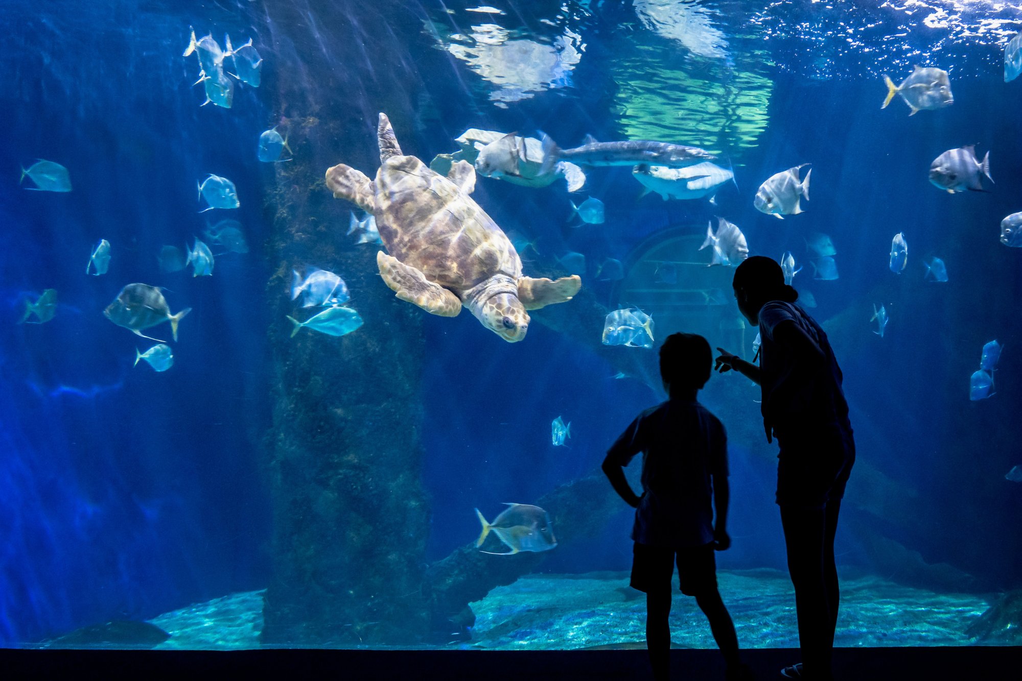 Virginia Aquarium und die Atlantikküste