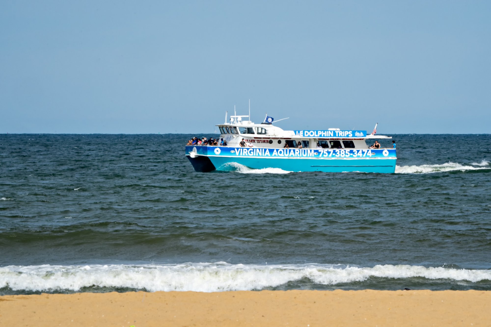 Delfinbeobachtung vor der Küste von Virginia