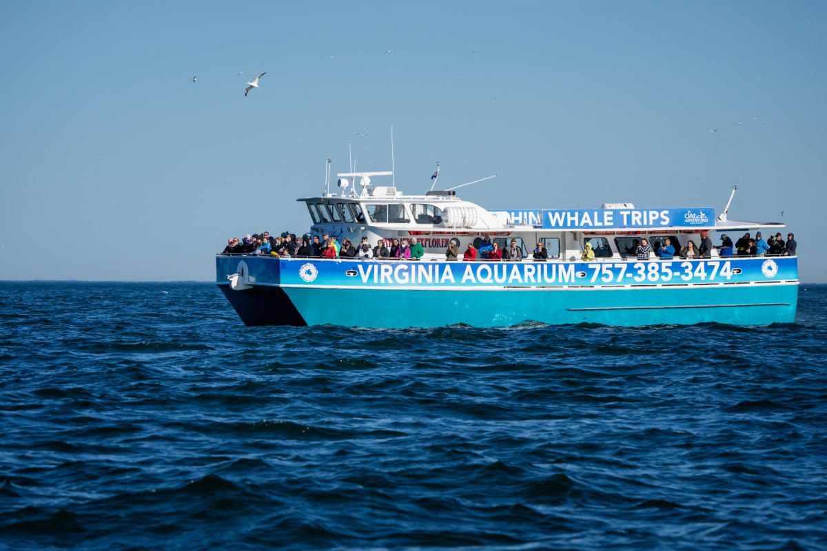 NFK07_DolphinWatching_AFR_2026_quer_2.jpg