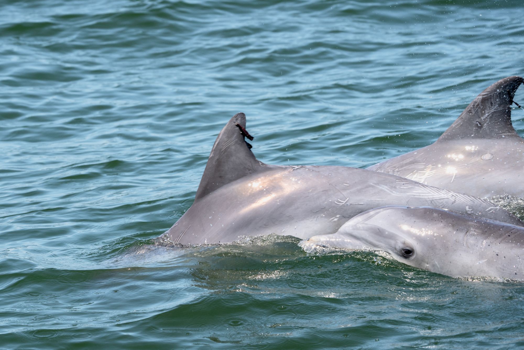 NFK07_Dolphins_AFR_2026_quer_1.jpg