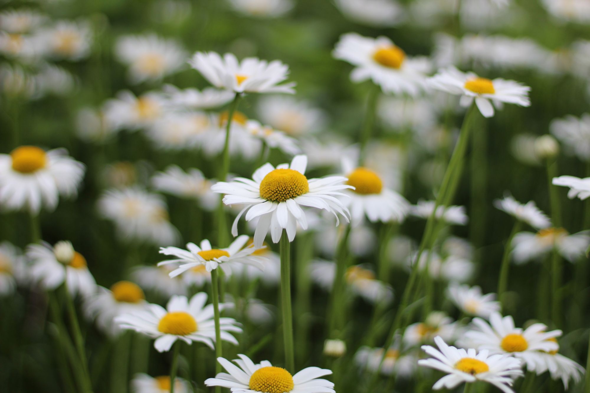 NFK11_Daisy.JPG