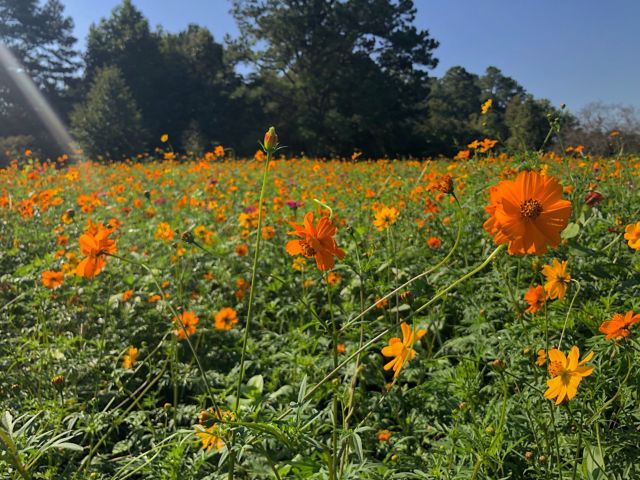 NFK11_Wildflowers.jpg