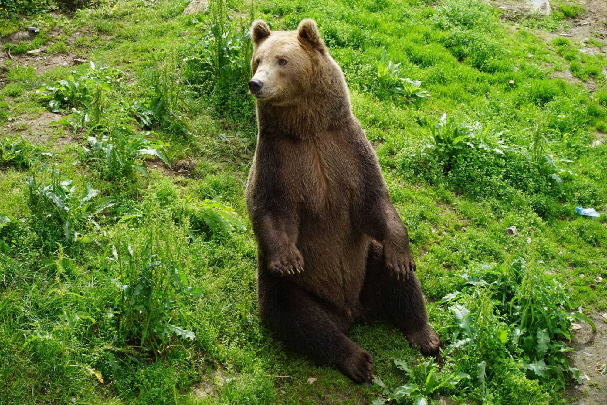 NVK02_PolarParkBaer_NG_2024_quer_008.jpg