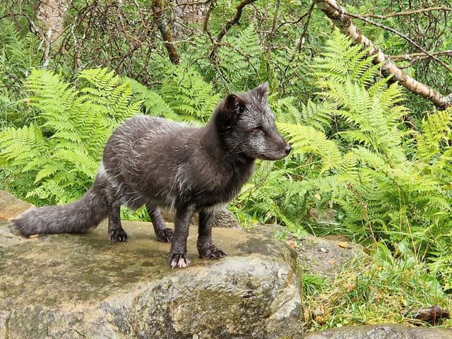 NVK02_Wildpark_Polarfuchs_BE_2024_quer_005.jpg