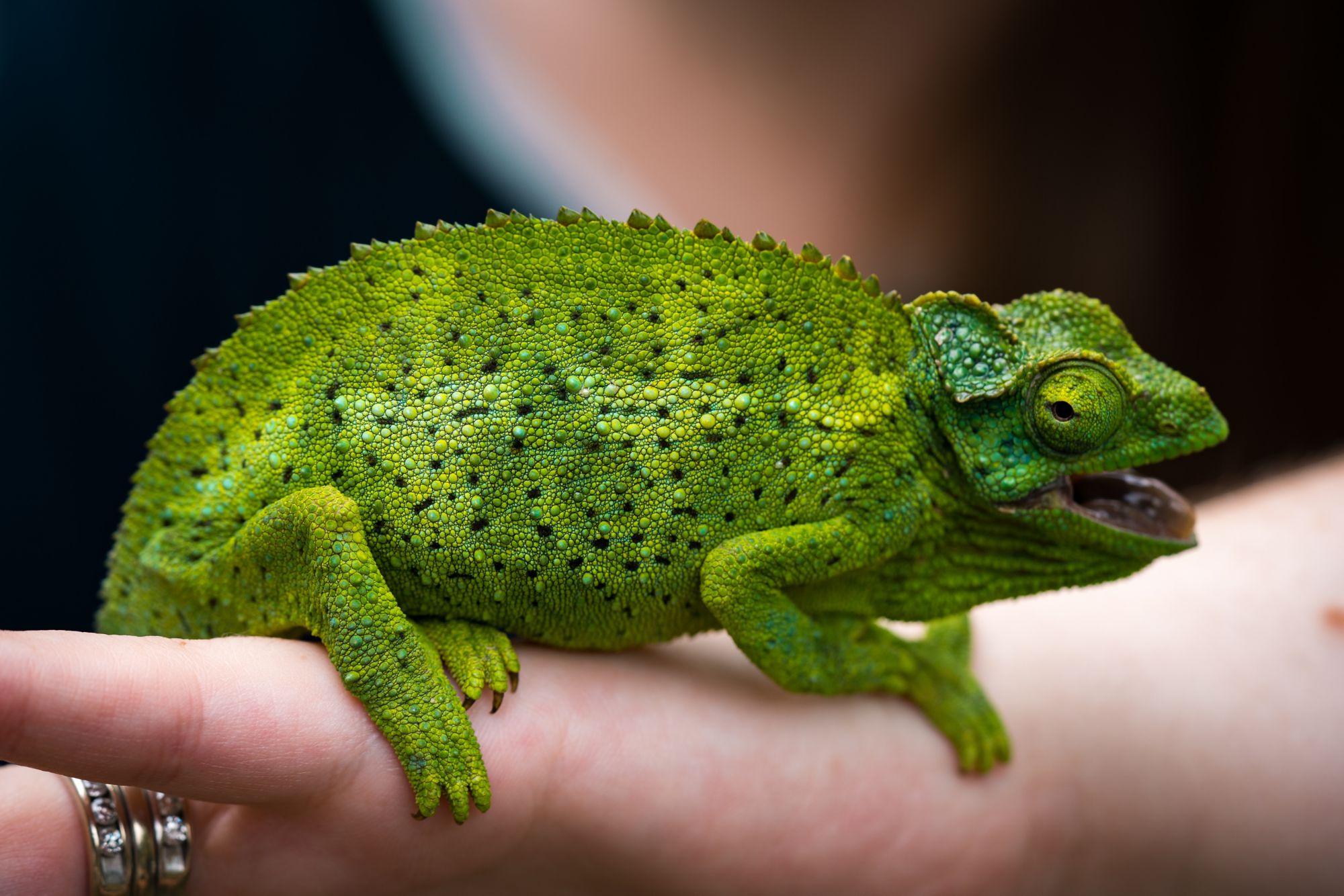 OGG02_Chameleon_007.jpg