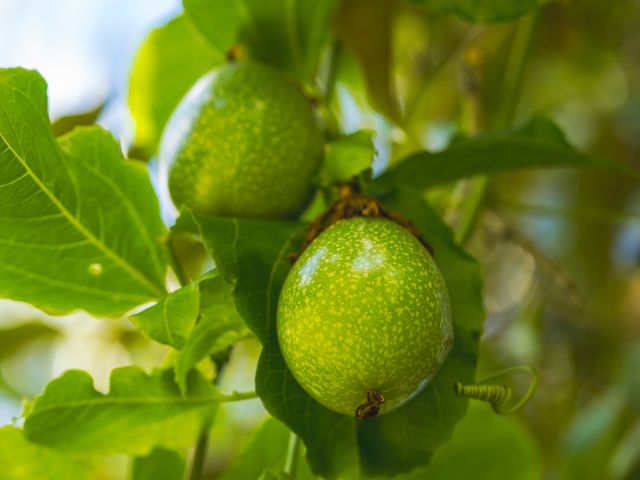 OGG02_PassionFruit_006.jpg
