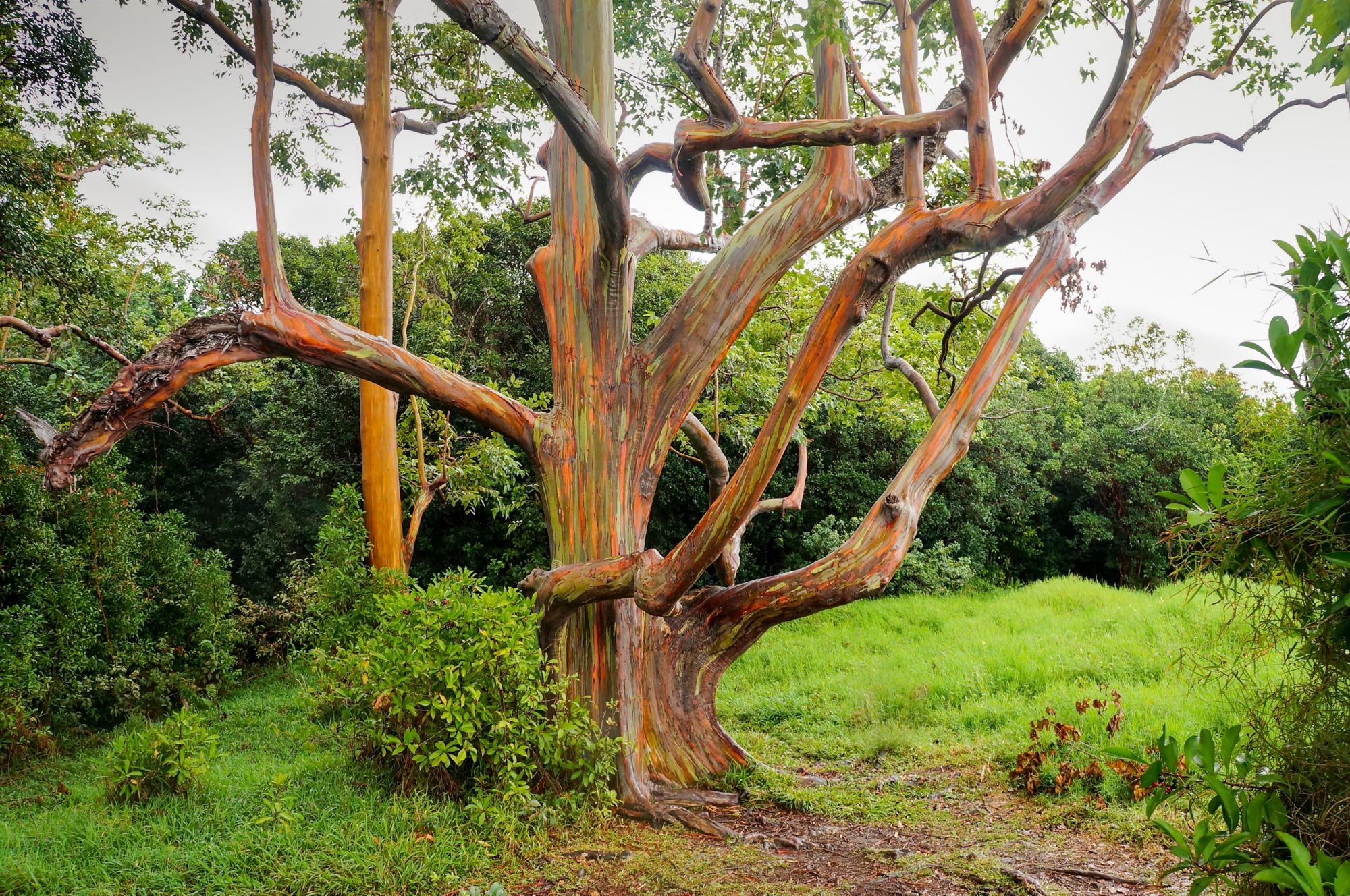 OGG07_TemptationTours-RainbowEucalyptus_003.jpg