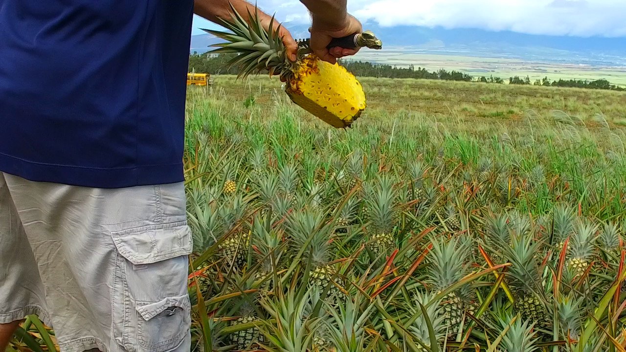 Maui Gold - die süßeste Tour der Insel