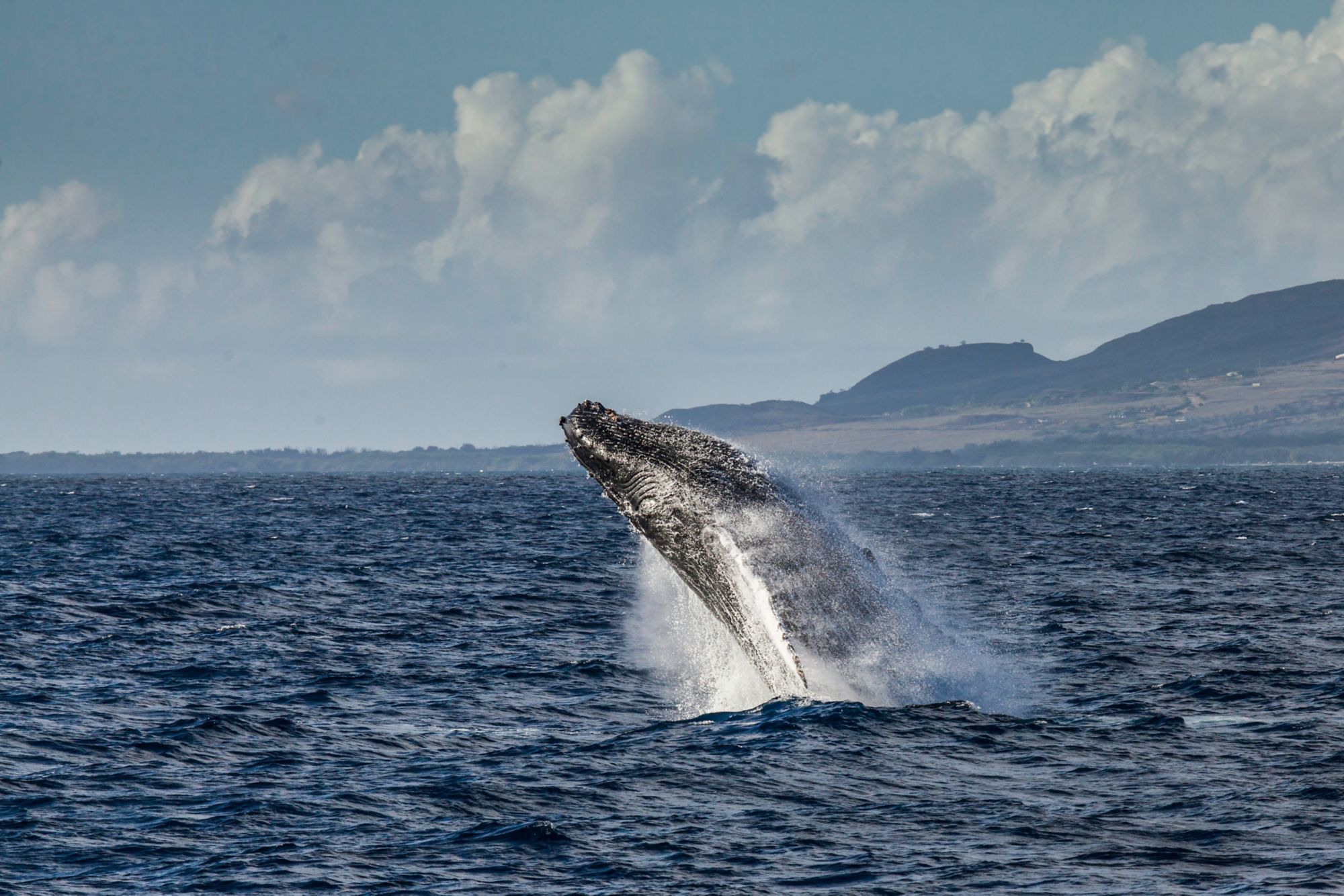 OGG10_MarineLife_Whales_Breach632_005.jpg