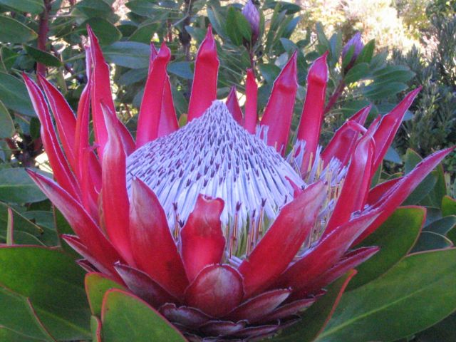 OGG11_KulaBotanicalGarden_007.jpg