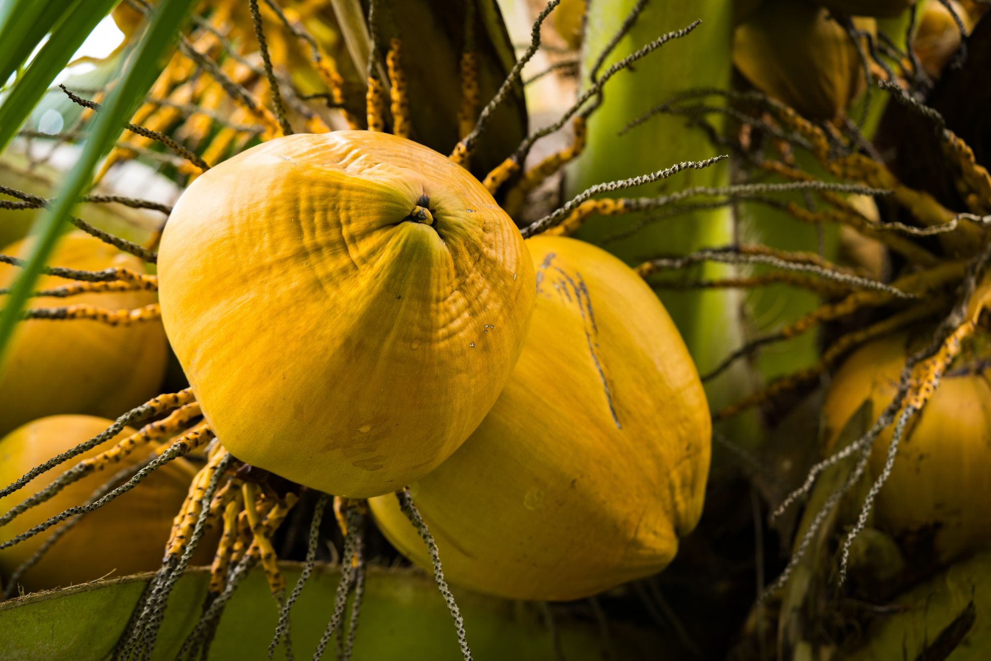 OGG12_Coconuts_AlohaNuiLoa_2025_quer.jpg