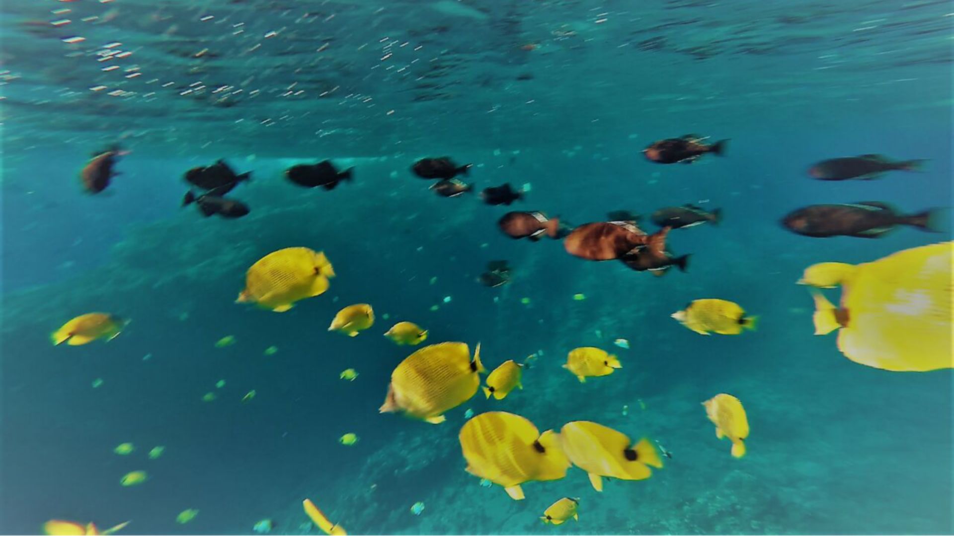 OGG14_CoralGardenspic_001.JPG