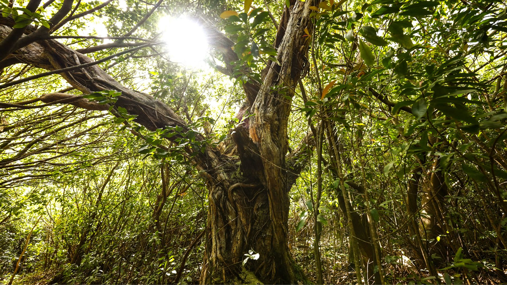 OGG16_BanyanTree_MCA_2025_002.jpg