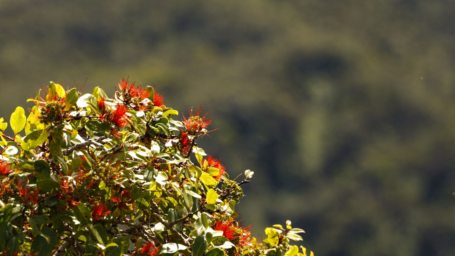 OGG16_Floweringtree-Close-up_MCA_2025_004.jpg