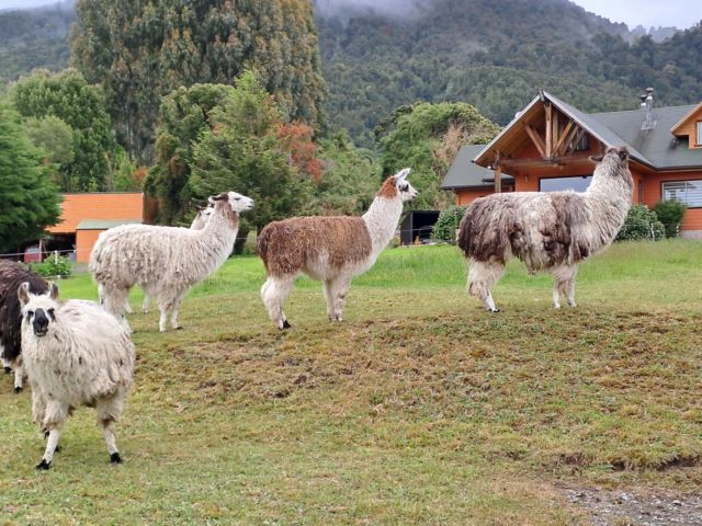 PCM_PCM02_LamaherdeamLagoLlanquihue1_SO_2023_quer-Kopie.jpg