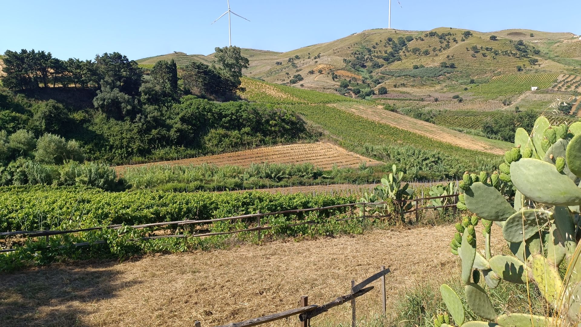 PLM13_AusblickvomWeingut_ST_2025_quer_001.jpg
