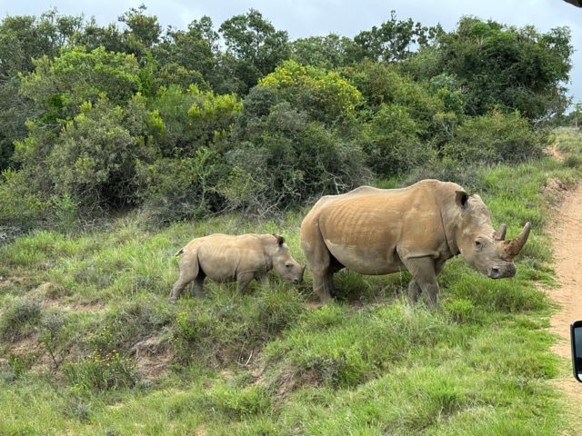 PLZ_06_Nashorn_PR_2024_Quer.jpg