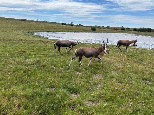PLZ_PLZ06_Antilope_SO_2024_quer.PNG