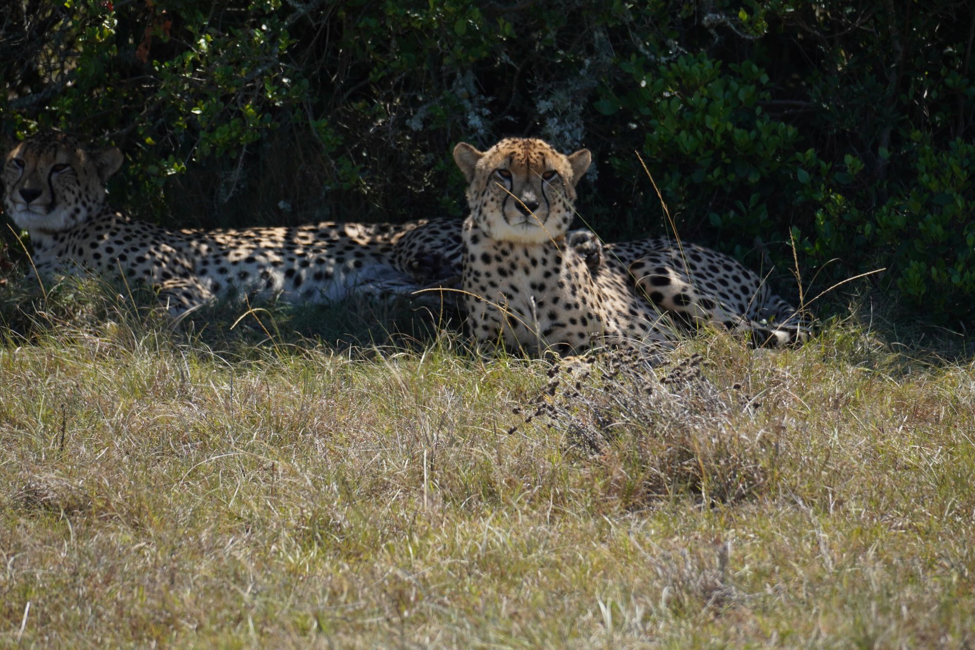 Safaritour durch das Lalibela Wildtierreservat