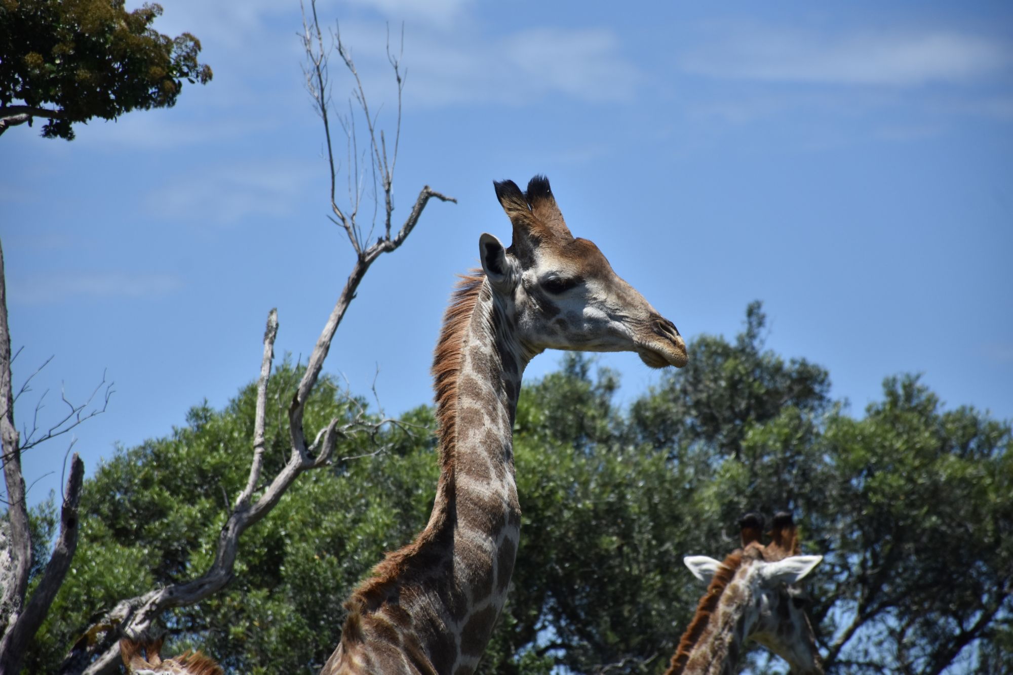 PLZ_PLZ07_Giraffe_SO_2024_quer.JPG