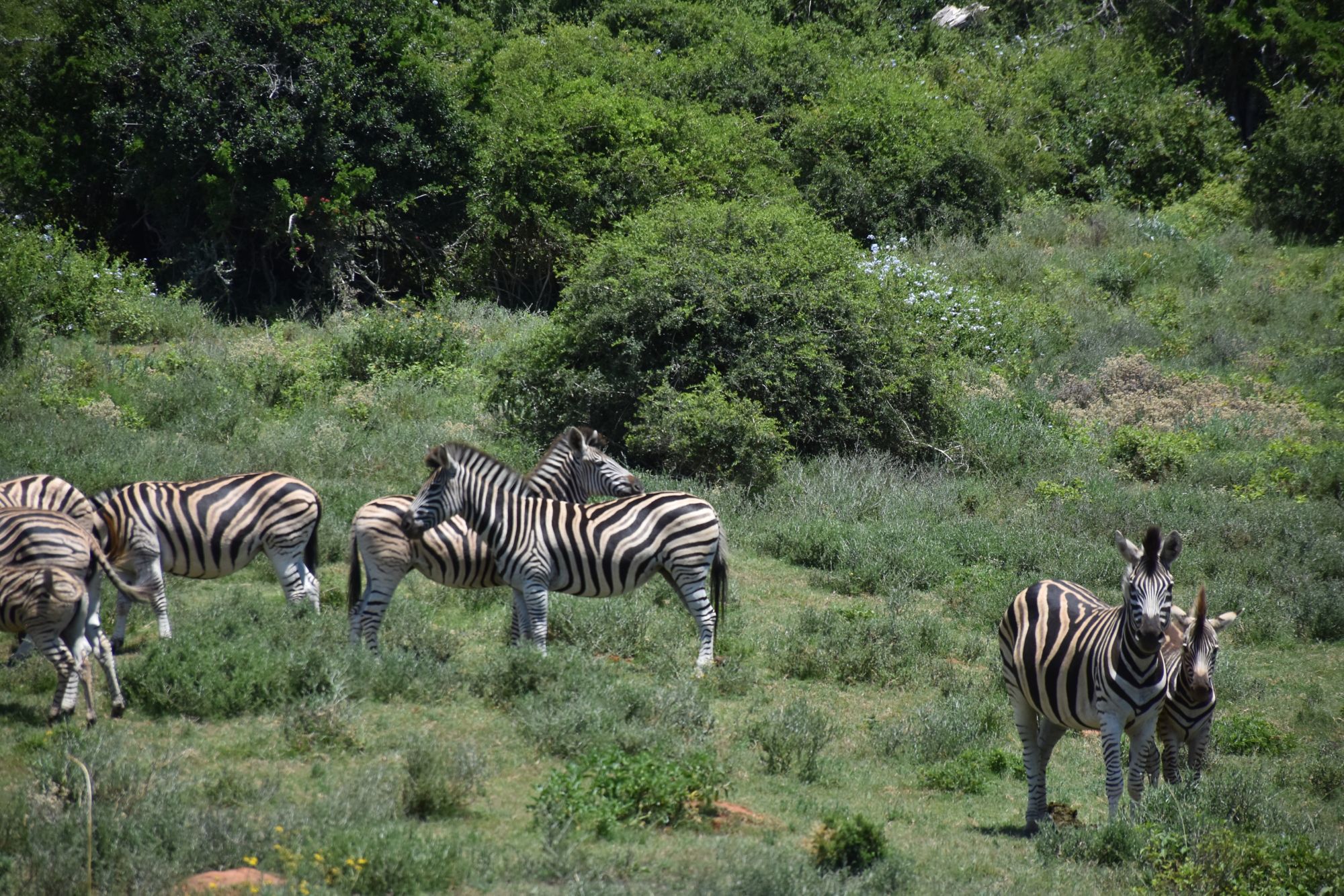 PLZ_PLZ07_Zebras_SO_2024_quer.JPG