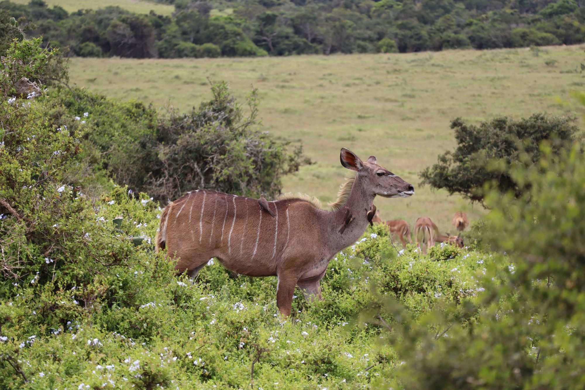 Safari im Kariega-Reservat
