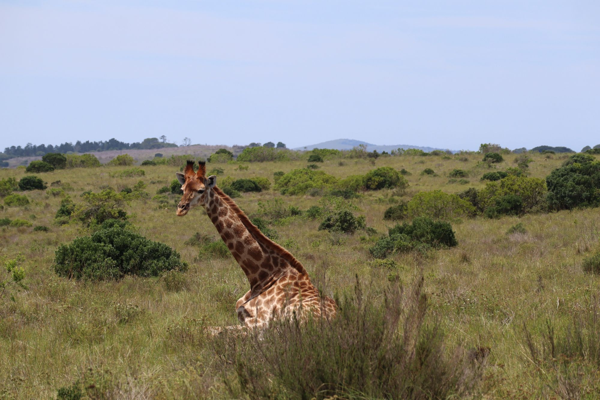 PLZ_PLZ13_Giraffe_SO_2025_quer.JPG