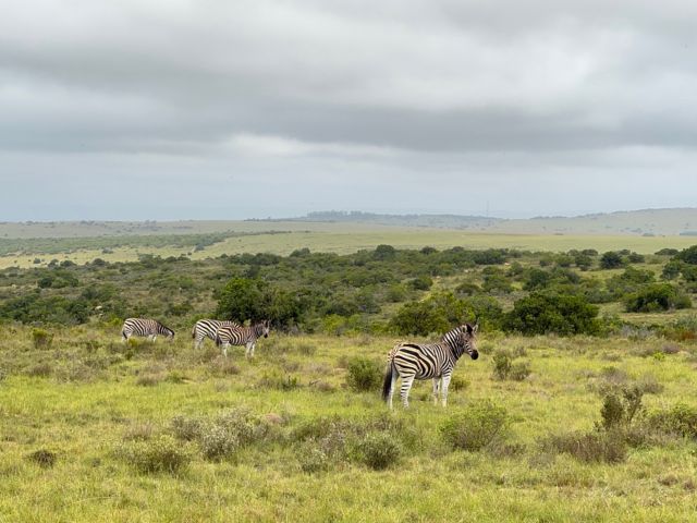PLZ_PLZ14_Zebra_SO_2025_quer.jpg