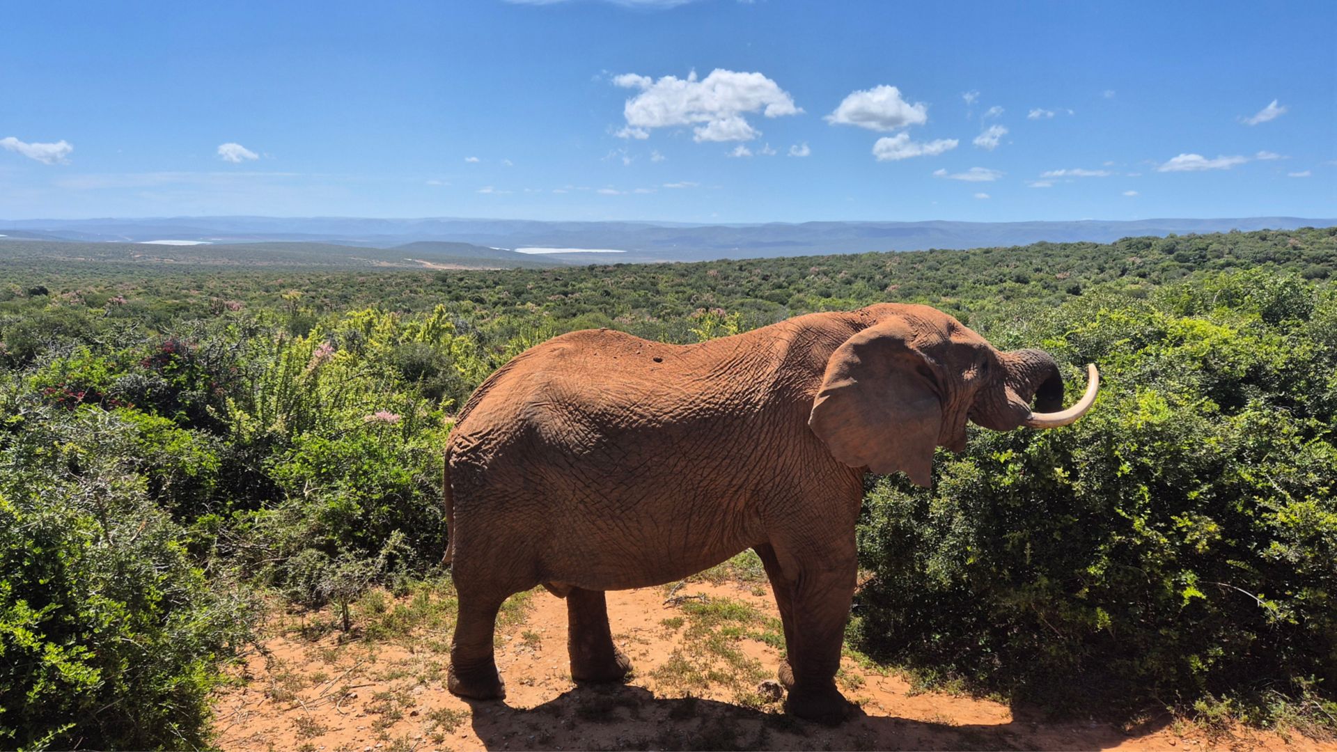 PLZ_PLZ15_Elefant_ST_2025_quer2.jpg