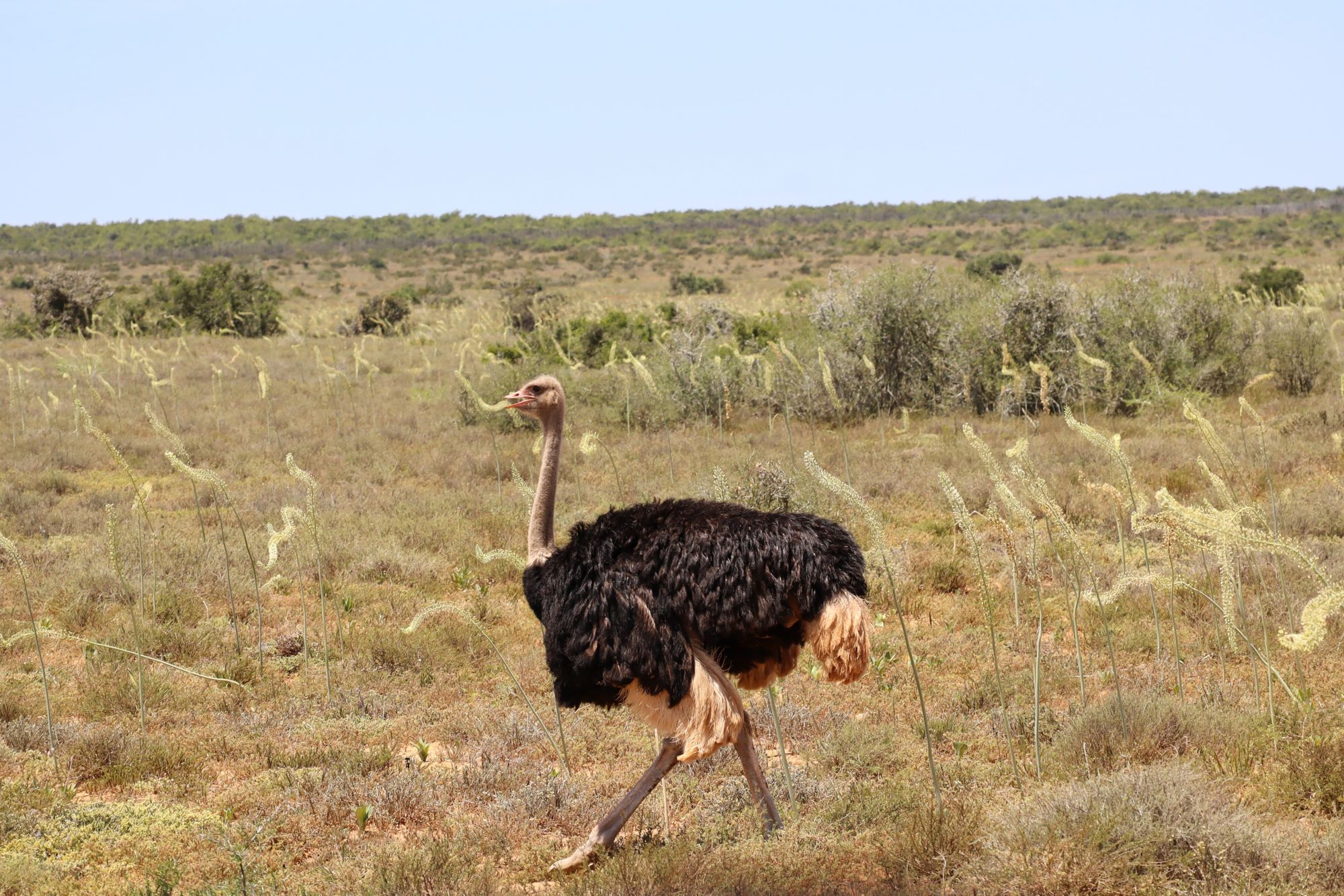 4x4 Safari im Addo Elephant Park