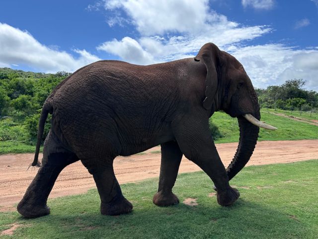 Safari im Schotia Wildtierreservat
