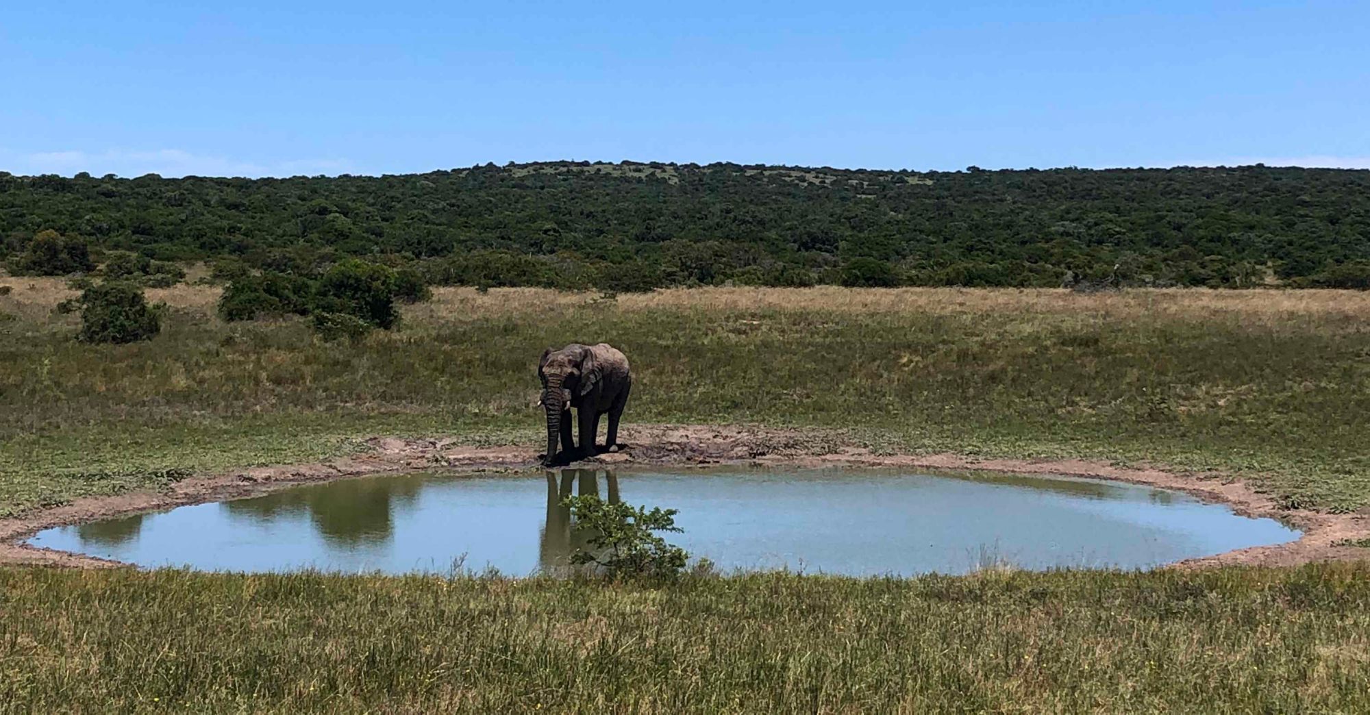 PLZ_PLZ17_Elefant_SO_2024_quer1.jpg