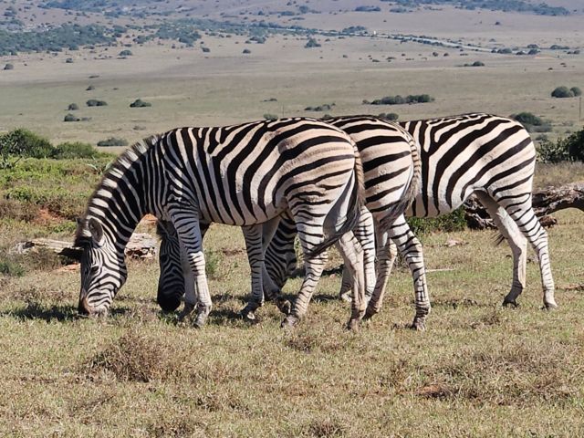 Safari im Amakhala Wildtierreservat