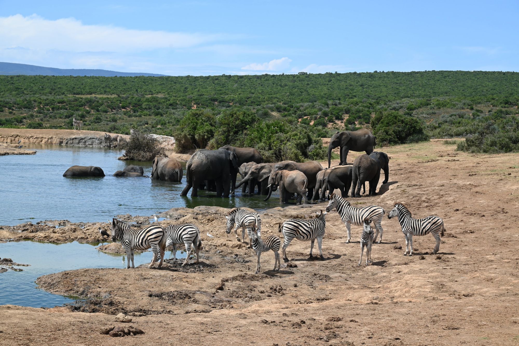 PLZ_PLZ18_ElephantenundZebras_SO_2024_quer.JPG